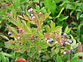 Wild Maine Blueberries