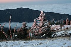 Winter Day on Pinos