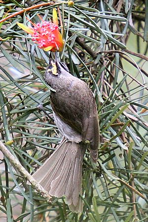 Yellow-faced Honeyeater lambertia