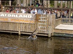 022306-gatorland02