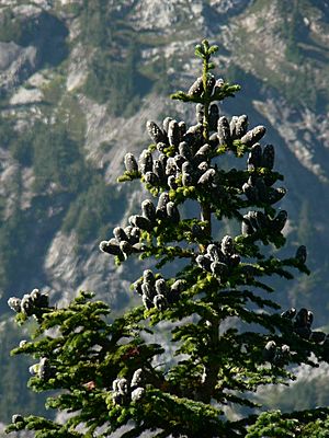 Abies lasiocarpa 26008.JPG