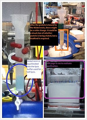 Affinity Chromatography