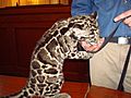 Baby clouded leopard!