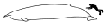 Baird's beaked whale size.svg