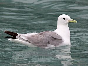 Black-legged Kittiwake RWD2.jpg