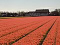 Bollenveld Hillegom