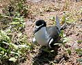 Bridled Tern