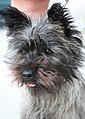 Cairn Terrier