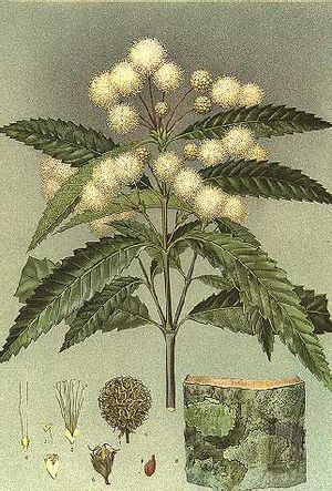 Callicoma serratifolia-Minchen.jpg