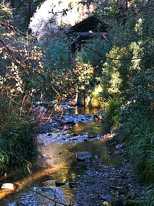 Cascade Creek Mill Valley, CA Hugh Kuhn Winter 2011