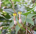 Ceropegia candelabrum 11