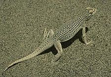 Coachella Valley Fringe-toed Lizard.JPG