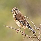 Common linnet (Linaria cannabina mediterranea) female