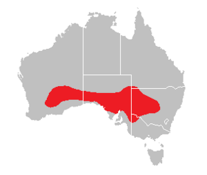 Ctenophorus fordi distribution.png