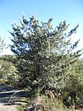 Cupressus macnabiana sparse crown.JPG