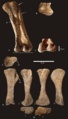 Diamantinasaurus femur and tibia