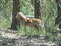 Dingo Blue Mountains