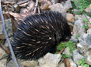 Echidna gravel