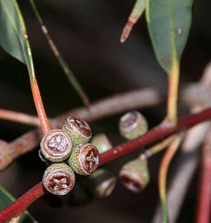 Eucalyptus willisii fruit