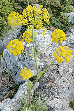 Ferula tingitana