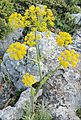 Ferula tingitana