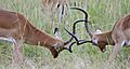 Fighting impalas brighten