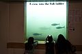 Fish Viewing Window, Bonneville Dam