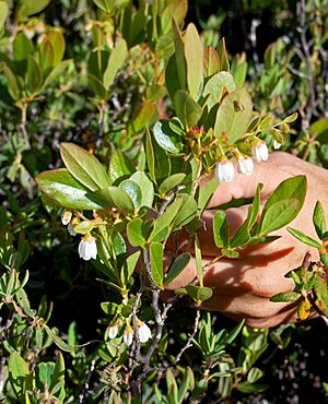 Gaylussacia bigeloviana c (16345967591).jpg