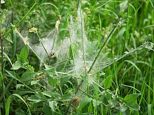 Gespinstmottenlarven.Landschaftsschutzgebiet.Grossbeeren