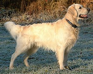 Golden Retriever Dukedestiny01 drvd