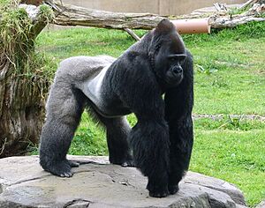 Gorilla gorilla - San Francisco Zoo - San Francisco, CA - DSC03909