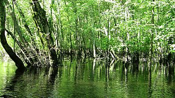 Great Egg Harbor River shore.jpg