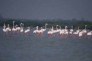 GreaterFlamingo-Mudaliarkuppam