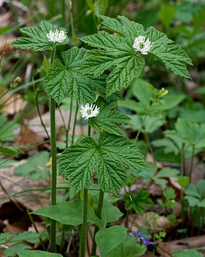 Hydrastis canadensis.jpg