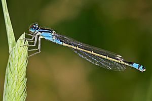 Ischnura heterosticta02.jpg