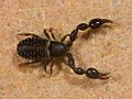 Kaldari pseudoscorpion 01