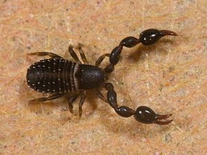 Kaldari pseudoscorpion 01.jpg