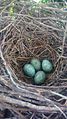 Large-Billed Crow Egg