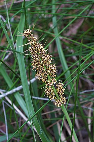 Lomandra longifolia.jpg