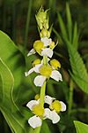 Long-beaked Arrowhead - Sagittaria australis, Prince William Forest Park, Triangle, Virginia.jpg