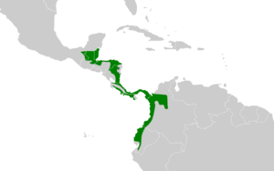 Malacoptila panamensis map.svg