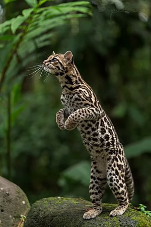 Margay in Costa Rica