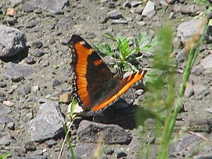 Milbert's Tortoiseshell