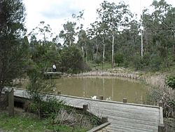 Millers Pond Currawong Bush Park.JPG