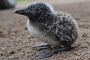 Murre Chick by Ryan deRegnier USFWS