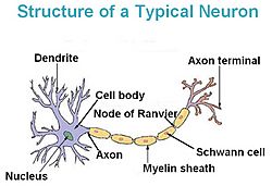 Neuron