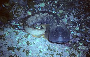 Ocean pout, Newfoundland, Canada