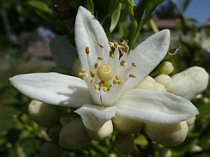 Orange Blossom