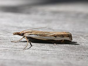 Orocrambus flexuosellus.jpg