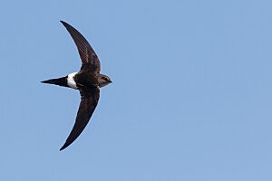 Pacific Swift.jpg